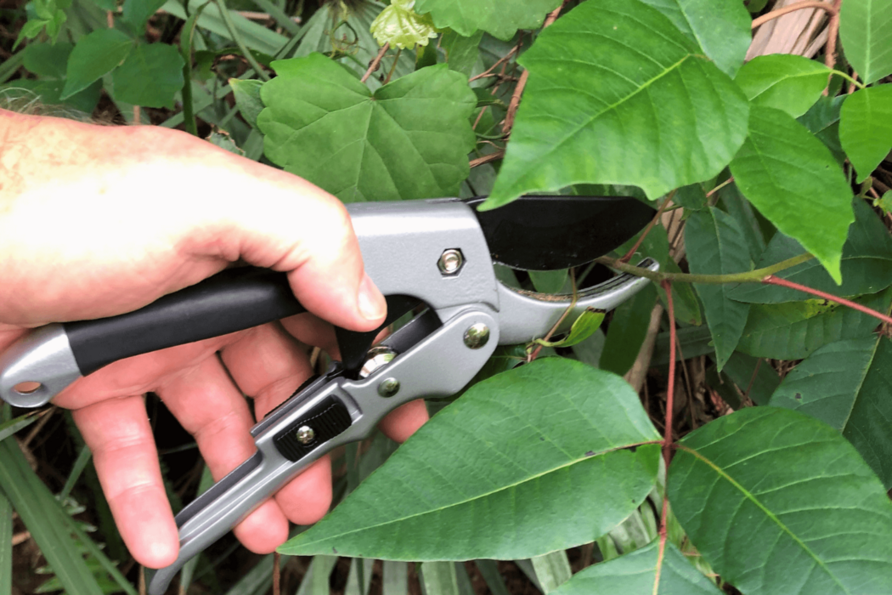 How To Clean Garden Tools Exposed To Poison Ivy At Hayley Forster Blog